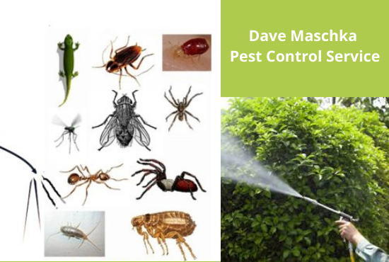 public/uploads/2020/12/Dave-Maschka-Pest-Control-Service-1.png