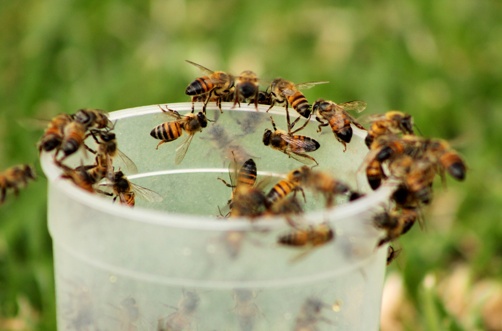 public/uploads/2021/06/bees-pest-control-near-me.jpg