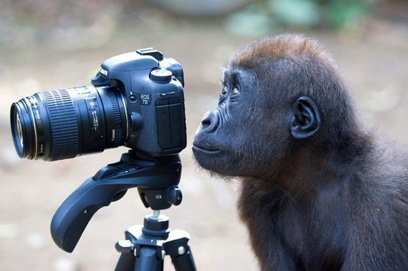 public/uploads/2021/10/category-1-perfect-moment.-highly-commended-adult.-monkey-snapper.-lucy-ray-zsl.jpg