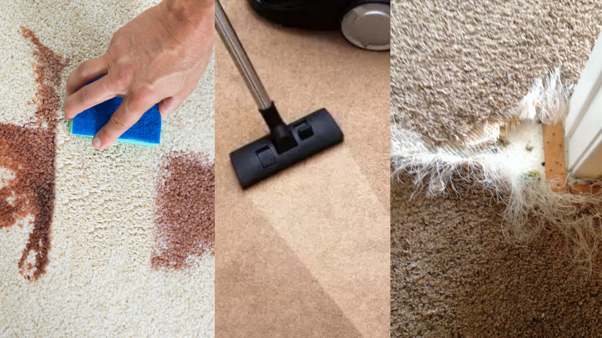 public/uploads/2021/11/carpet-cleaning-Inner-West.png