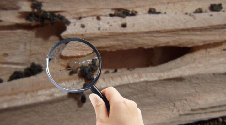 public/uploads/2021/12/termite-inspection-720x400-1.jpg