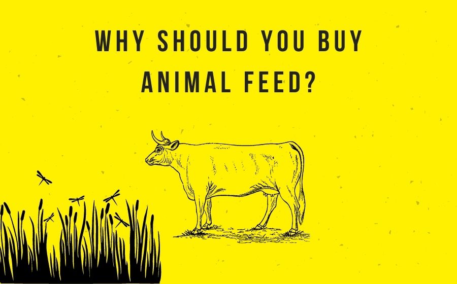 public/uploads/2022/01/Why-should-you-buy-animal-feed.jpg