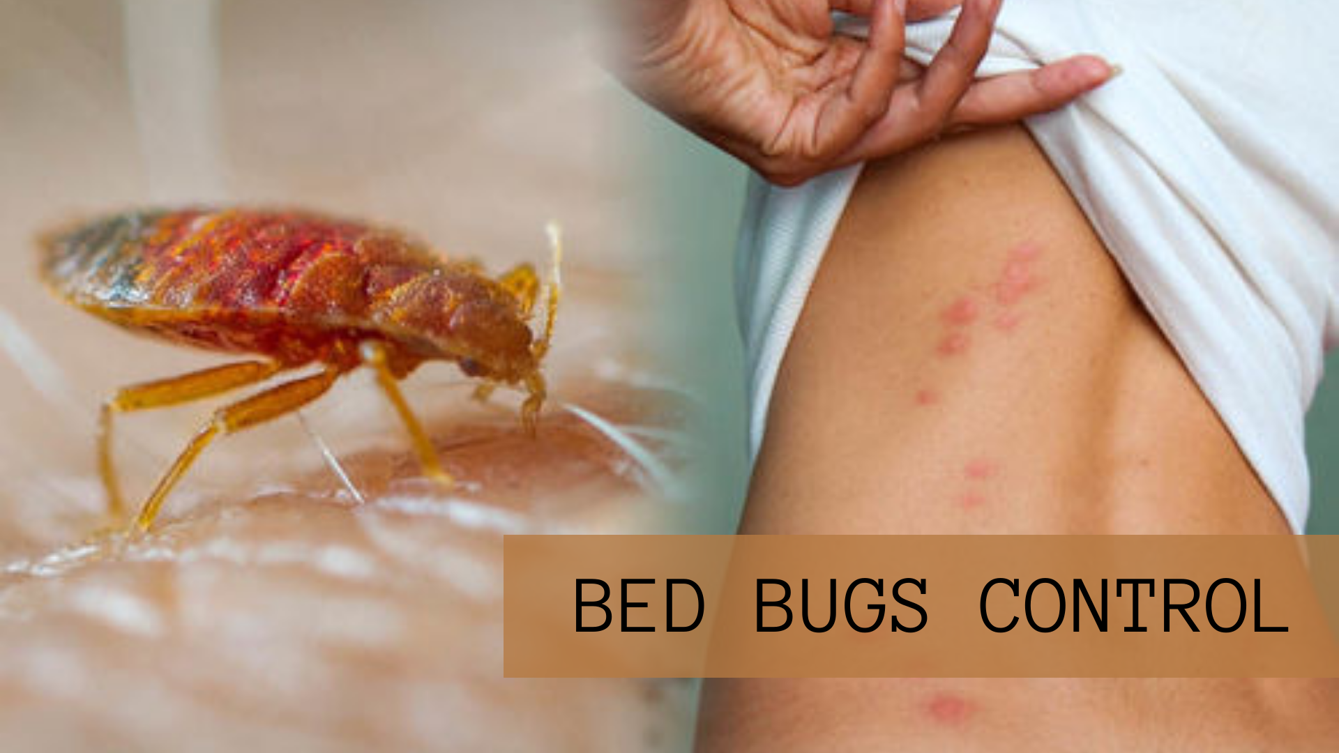 public/uploads/2022/01/bed-bugs-control-Adelaide.png
