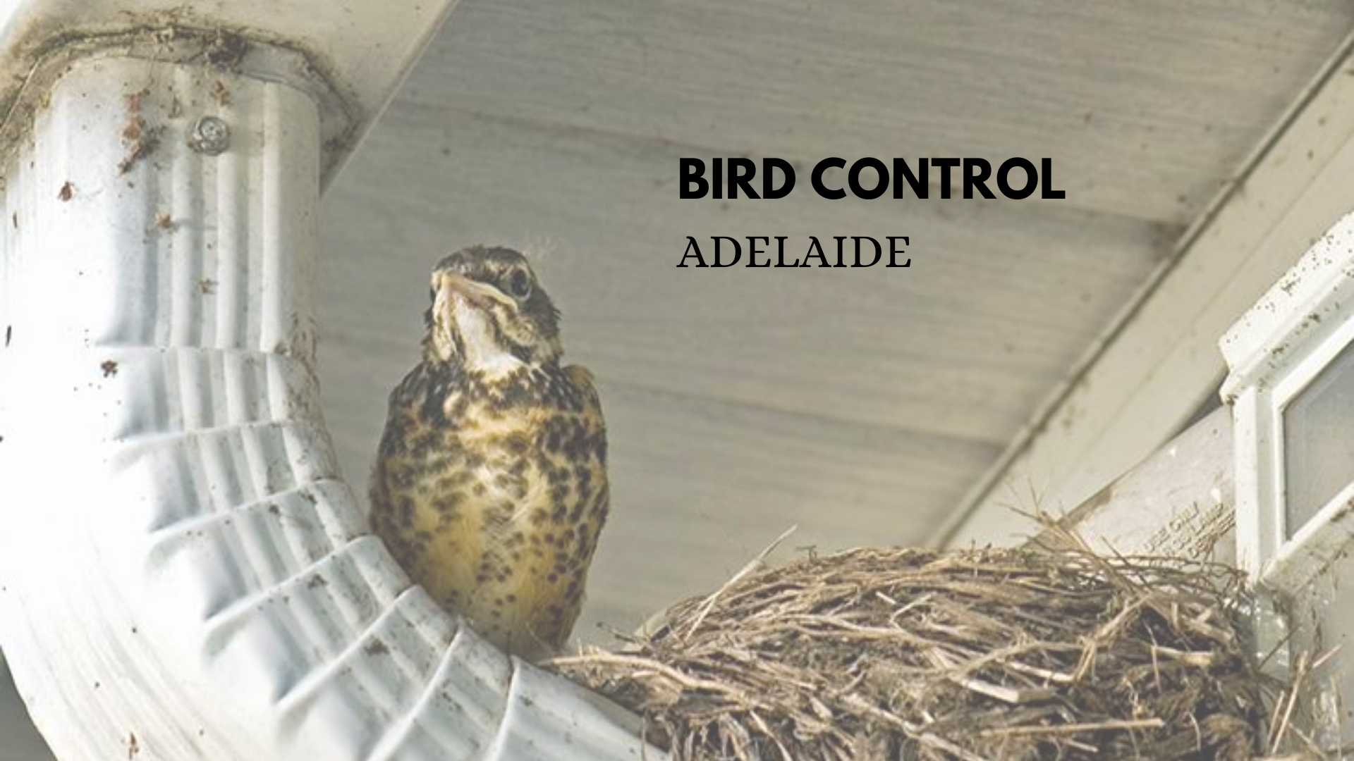public/uploads/2022/01/bird-control-Adelaide.png